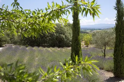 a field of lavender with trees in the foreground at Le Mas de Garrigon - Boutique Hôtel & Spa in Roussillon