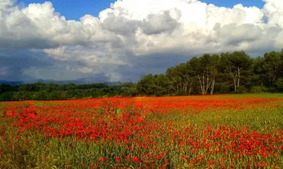 a field of red poppies in a field at La Bastide des Vasses 