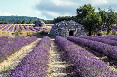 a field of lavender with a stone building in the middle at Gîte La Bastide de La Loge au pied du Mont Ventoux in Sault-de-Vaucluse