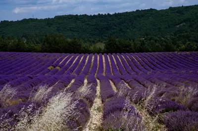 a purple field of lavender with trees in the background at Gîte La Bastide de La Loge au pied du Mont Ventoux in Sault-de-Vaucluse