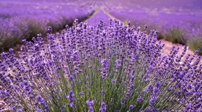 a field of lavender with a bunch of purple flowers at Gîte La Bastide de La Loge au pied du Mont Ventoux in Sault-de-Vaucluse