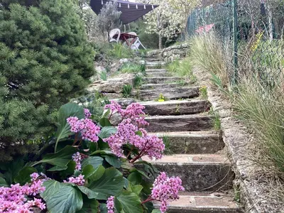 a set of stairs with purple flowers in a garden at 196 rue des moulins in Vachères
