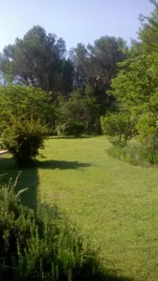 a field of green grass with a tree in it at Le Clos Zinou in Lambesc