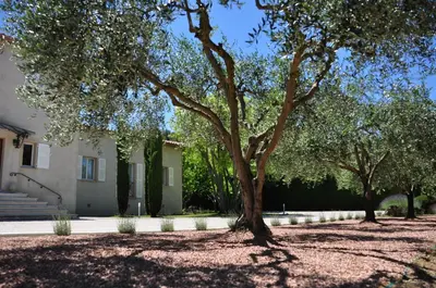 a large tree in front of a house at Le Jardin des Amandiers in Châteaurenard