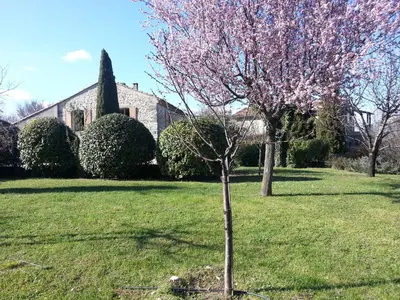 a tree in the grass in front of a building at La Fenice - Beautifully restored property with heated pool in small village in Montjustin