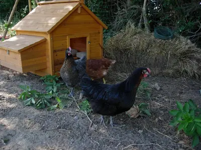 two chickens standing in front of a chicken coop at Mas de Karlotte in Pernes-les-Fontaines