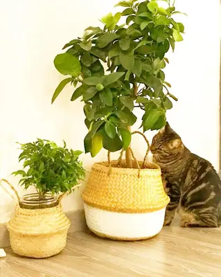 a cat sitting next to two potted plants on a floor at villa Luberon in Saint-Saturnin-les-Apt