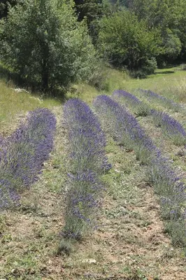 a bunch of lavender plants in a field at Château de Peyrolles in Apt