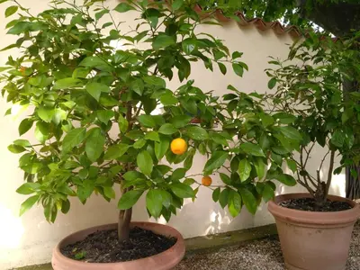 two orange trees in pots next to a wall at Rêve d’Emma in Plan-dʼOrgon