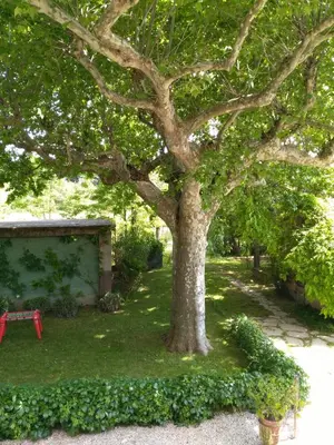 a tree in the middle of a yard with green plants at Rêve d’Emma in Plan-dʼOrgon