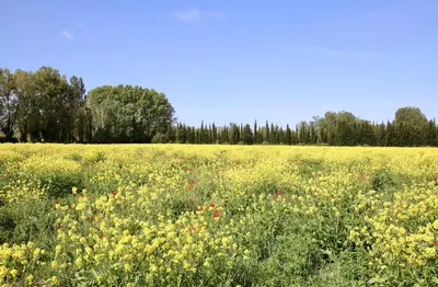 a field of flowers with trees in the background at Villa Melodie St Remy 6HA Piscine in Saint-Rémy-de-Provence