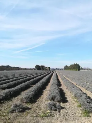 a field of soybean plants on the field at Au pays du Ventoux in Le Thor