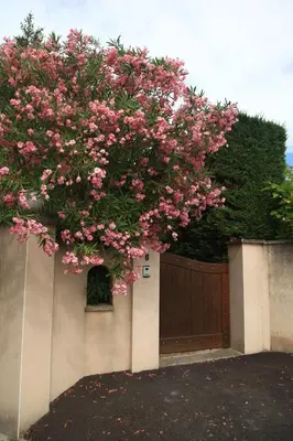 a tree with pink flowers hanging over a fence at Gite des Taillades in Les Taillades