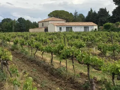 a field of vines with a house in the background at Loft piscine et spa provence in LʼIsle-sur-la-Sorgue