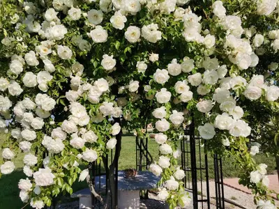 a bunch of white flowers on a fence at Gîte en Provence ''Rose'' in Modène