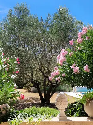 a tree with pink flowers in a garden at La Parenthèse in Lauris