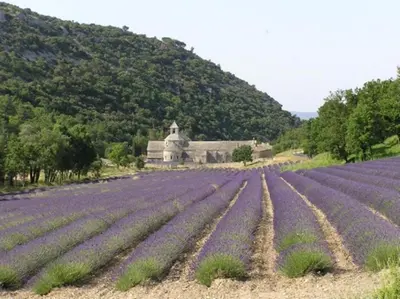 a field of purple lavender in front of a building at Le Mas de l'Amandier in Saint-Saturnin-lès-Avignon