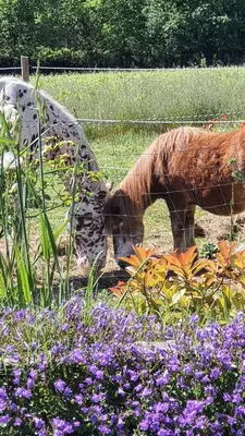 a horse grazing in a garden with purple flowers at La petite Galéjade in Gordes