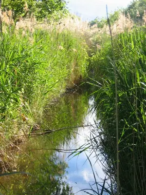 a body of water with tall grass in a field at Moulin d'Antelon B&B in Crillon-le-Brave
