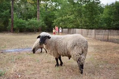 a sheep standing in a field next to a fence at Domaine Les Petites Vaines in Goult