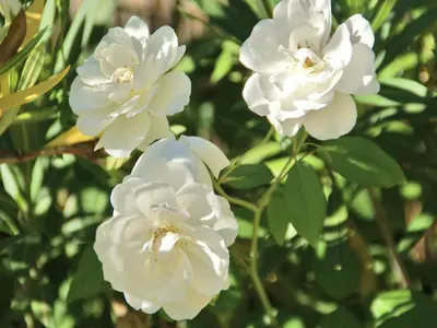 a group of white flowers on a plant at Splendid Villa in Viens with Swimming Pool in Viens