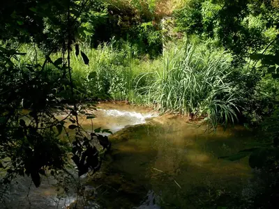 a small stream of water in a field with grass at Le Vieux Moulin de Jouques in Jouques