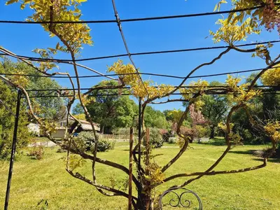 a tree with yellow leaves in a field at Mas du Rollier Chambres d'hôtes in Eygalières