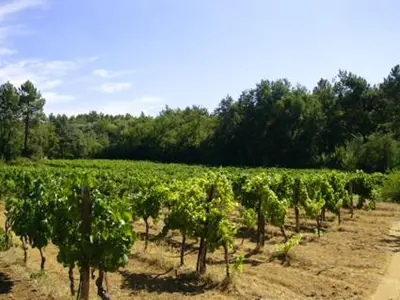 a vineyard with a bunch of green grapes at Mas Boudeissoun - Grain de Muscat - Baignade à 600 m in Mormoiron