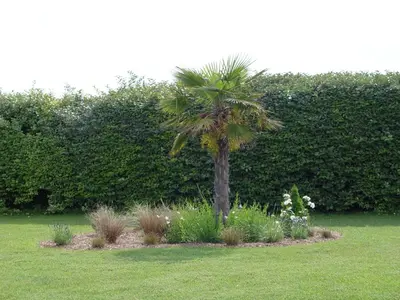 a palm tree in the middle of a garden at La Guéritaulde in La Tour-dʼAigues