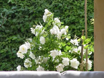 a bunch of white flowers in a pot at La Guéritaulde in La Tour-dʼAigues