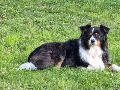 a black and white dog laying in the grass at Les Cigales in Saint-Andiol