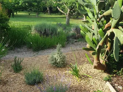 a garden with plants and a tree in a field at La Gourmandine in Saint-Andiol