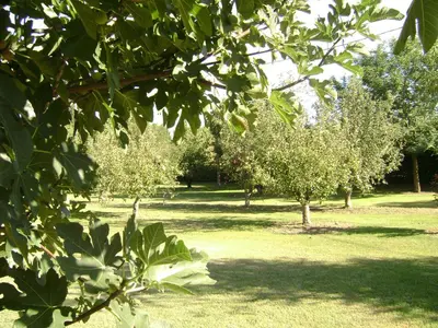 a park with trees and green grass and leaves at Gite La Gourmandine in Saint-Andiol