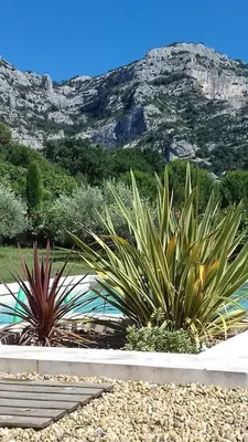 two plants in a garden with a mountain in the background at La petite maison avec piscine face au Luberon in Robion en Luberon