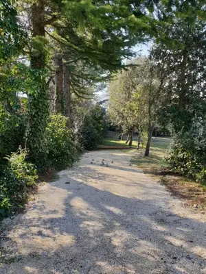a tree lined road with birds on it at le Gecko en Provence in La Roque-sur-Pernes