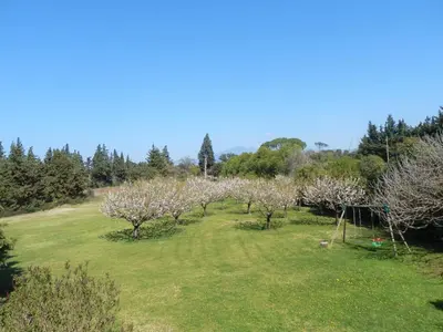 an orchard of apple trees in a field at Gîte Crillon - Mas Les Fleurs d'Hilaire in Monteux