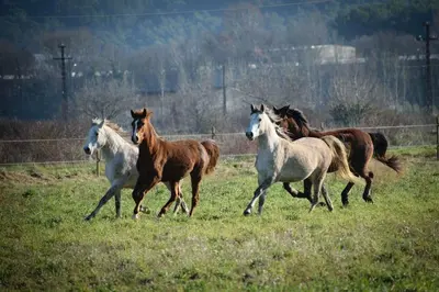 a group of horses running in a field at Mas de la Sauline in La Roque-dʼAnthéron