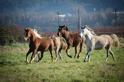 a group of horses running in a field at Mas de la Sauline in La Roque-dʼAnthéron