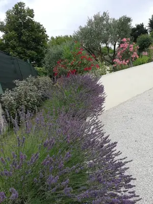 a garden with purple flowers and a white wall at Sophie et Jamiel in Eyragues