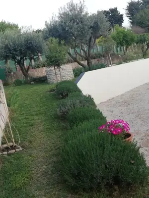 a garden with pink flowers next to a white wall at Sophie et Jamiel in Eyragues