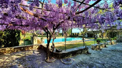 a tree covered in purple flowers next to a pool at gîte Mas Antinea in Mazan