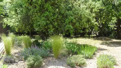 a garden with some tall grass and trees at Maison atypique en Provence chez Brigitte in LʼIsle-sur-la-Sorgue
