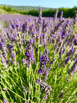 a bunch of purple flowers in a field at la bonbonniere - Townhouse Saint-Saturnin-lès-Apt in Saint-Saturnin-les-Apt