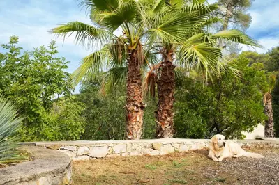 a dog laying in the grass next to a palm tree at La Farigoule - Sainte-Victoire - Vue exceptionnelle sur Aix-en-Provence in Aix-en-Provence