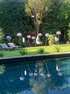 a swimming pool with a bunch of flowers in the water at La demeure in Eyguières