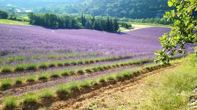 a field of purple flowers in a field at Villa spacieuse à Lioux avec piscine privée et vue montagne in Lioux