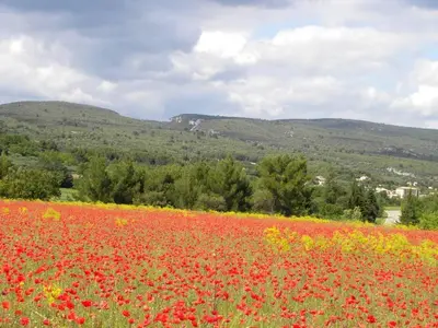 a field of red flowers with mountains in the background at Villa spacieuse à Lioux avec piscine privée et vue montagne in Lioux