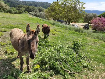 two animals standing in a grassy field at Locations insolites 