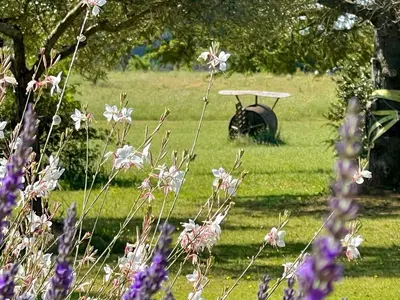 a bird bath in a field of grass with flowers at Bastide du Buou in Puyvert