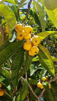 a bunch of yellow fruits on a tree at Les Néfliers chambre d'hôtes in Céreste